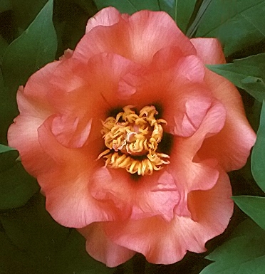 Breeder: Nassos Daphnis, USA (Peony Lutea Hybrid)