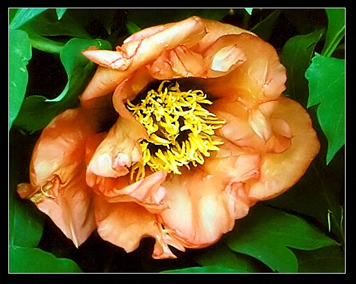 Breeder: Nassos Daphnis, USA (Paeonia Lutea Hybrid)