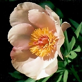 Breeder: Arthur P. Saunders, USA (1950)  (Peony Herbaceous Hybrid)