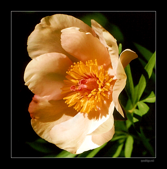 Breeder: Arthur P. Saunders, USA (1950)  (Peony Herbaceous Hybrid)