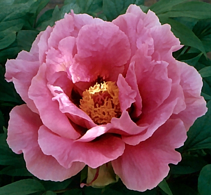 Peony Suffruticosa - Japanese Typ