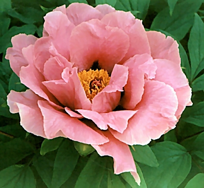 Peony Suffruticosa - Japanese Typ