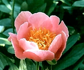 Breeder: Arthur P. Saunders, USA ( Peony Herbaceous Hybrid)