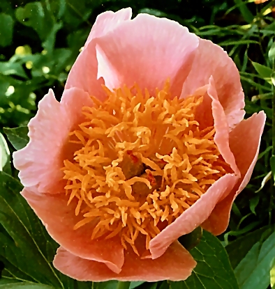 Breeder: Arthur P. Saunders, USA (Peony Herbaceous Hybrid)