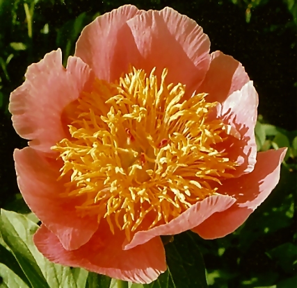 Breeder: Arthur P. Saunders, USA (Peony Herbaceous Hybrid)