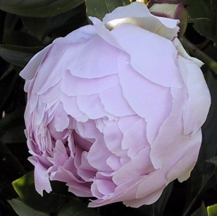 Breeder: Carl G. Klehm, USA  (Peony Lactiflora) - APS-Winner 1994