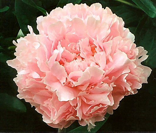 Breeder: Carl G. Klehm, USA  (Peony Lactiflora) - APS-Winner 1994