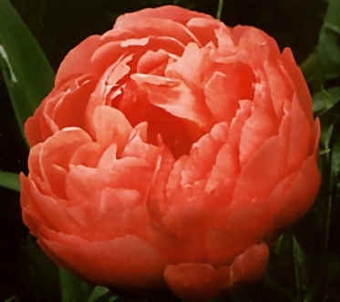 Breeder: R. Klehm, USA (Peony Herbaceous Hybrid)