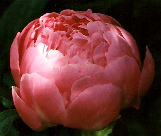 Breeder: Roy Klehm, USA (1981)  [Peony Herbaceous Hybrid]
