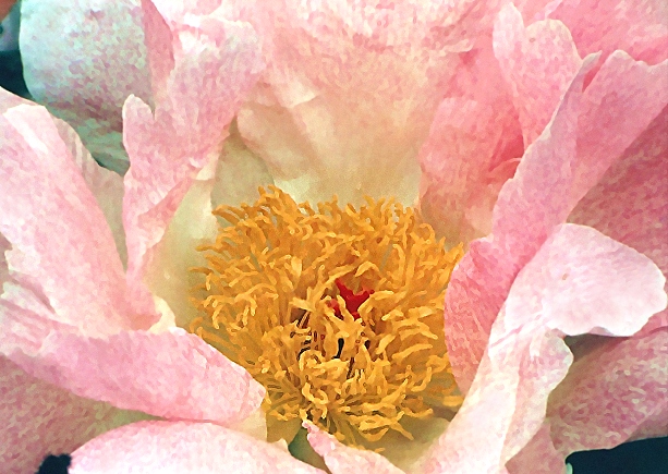 Breeder: Hans Sass, USA  (Peony Lactiflora)