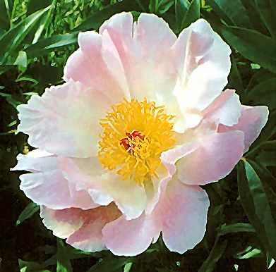 Breeder: Hans Sass, USA (Peony Lactiflora)