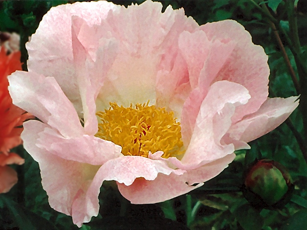 Breeder: Hans Sass, USA  (Peony Lactiflora)