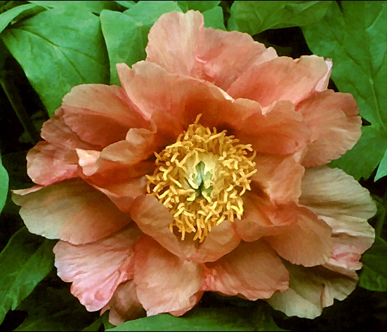 Breeder: Prof. A. P. Saunders, USA (Peony Lutea Hybrid)