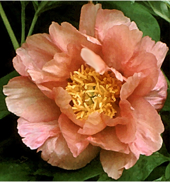 Breeder: Prof. Arthur P. Saunders, USA (Peony Lutea Hybrid)