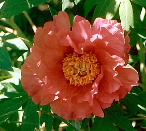 Breeder: Prof. Arthur P. Saunders, USA
 (Paeonia Suffruticosa - Peony Lutea Hybrid)