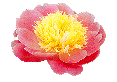 Click here to get to know new peony websites or peony vendors!