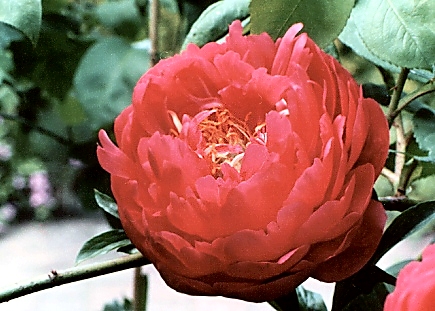 Breeder: Wissing - R. Klehm, CA, USA, (Peony Herbaceous Hybrid)