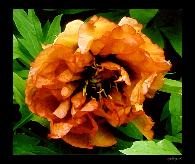 Breeder: Prof. Arthur P. Saunders, USA (1945)  (Peony Suffruticosa - Tree Peony 