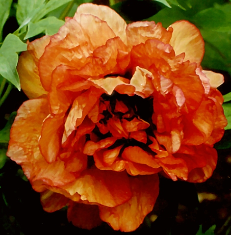 Breeder: Prof. A. P. Saunders, USA (1945)  (Peony Lutea Hybrid)