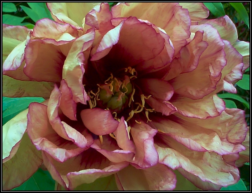Breeder: Prof. A.P. Saunders, USA (1945)
(Peony Lutea Hybrid)