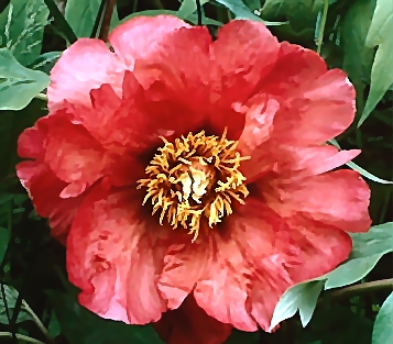Breeder: Prof. Arthur P. Saunders, USA (Paeonia Lutea Hybrid)