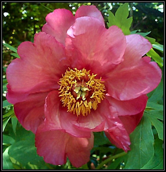 Breeder: Prof. Arthur P. Saunders, USA 
(Paeonia Lutea Hybrid)