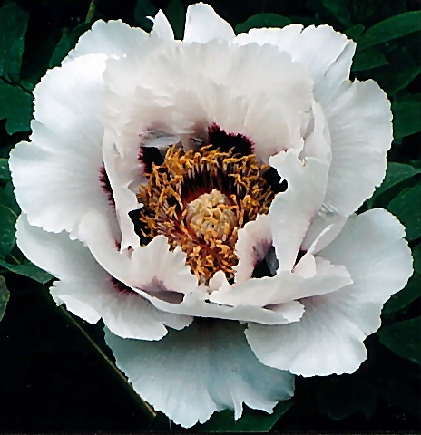 Chinese Species - Source: Reath's Nursery (USA)