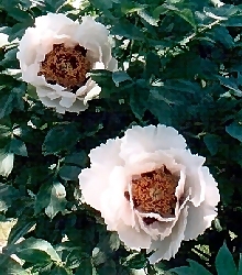 Chinese Species - Source: Reath's Nursery (USA)