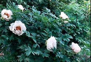 Chinese Species - Source: Reath's Nursery (USA)