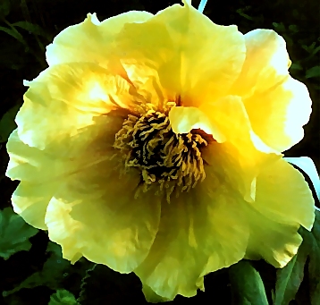 Breeder: Prof. Arthur P. Saunders (Tree Peony - Peony Suffruticosa) 