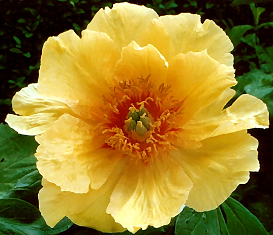 Breeder: Prof. Arthur P. Saunders, USA (Peony Lutea Hybrid)