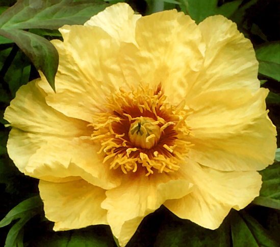 Btreeder: Prof. Arthur P. Saunders, USA (Peony Lutea Hybrid)