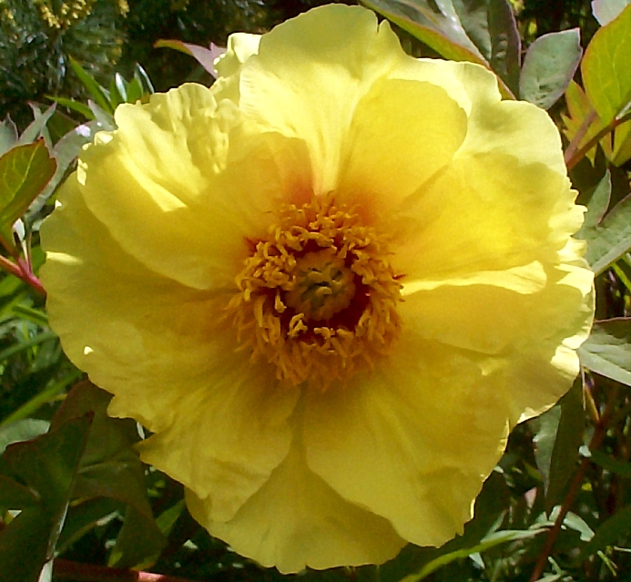 Breeder: Prof. Arthur P. Saunders, USA
(Peony Lutea Hybrid)