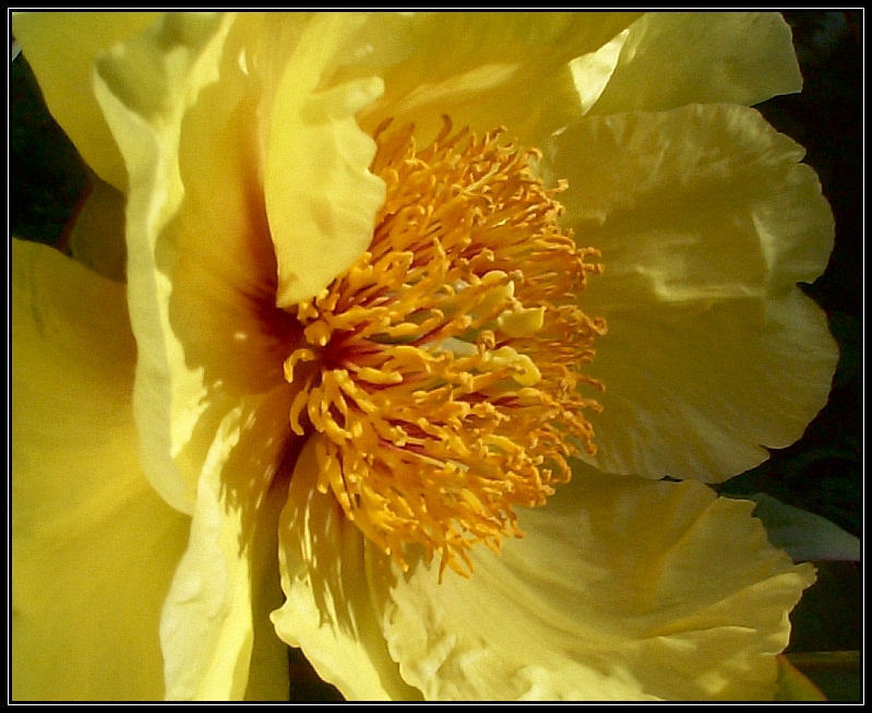 Breeder: Prof. Arthur P. Saunders, USA
(Peony Lutea Hybrid)