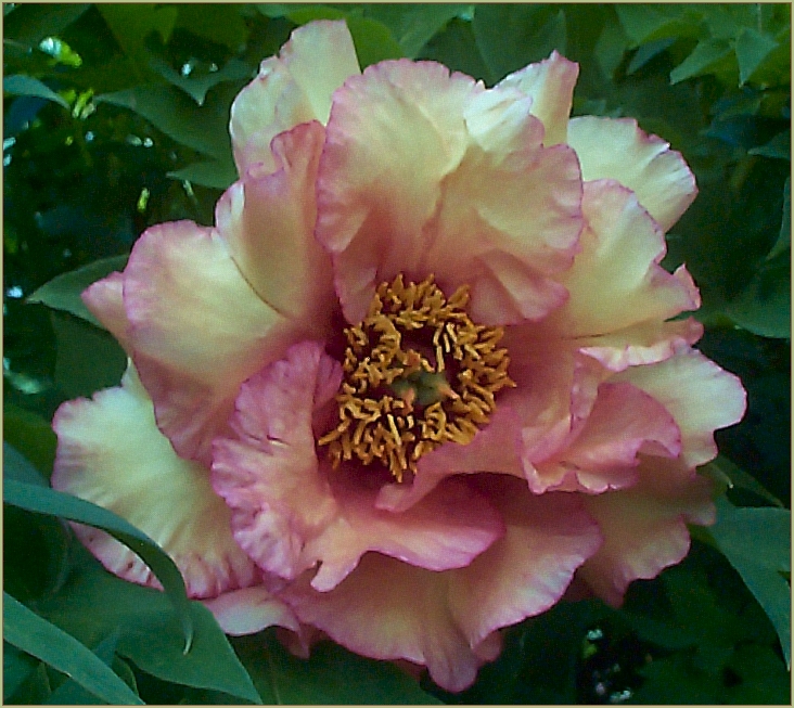 Breeder: Nasos Daphnis, USA (Peony Lutea Hybrid)