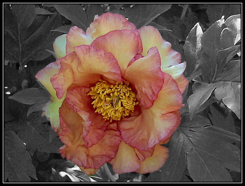 Tree Peony -- Paeonia Suffruticosa