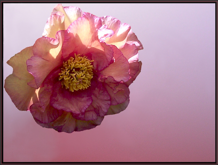 Breeder: Dr. David Reath 1994, USA
(Paeonia Suffruticosa Lutea Hybrid)