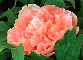 Peony Suffruticosa - Japanese Typ