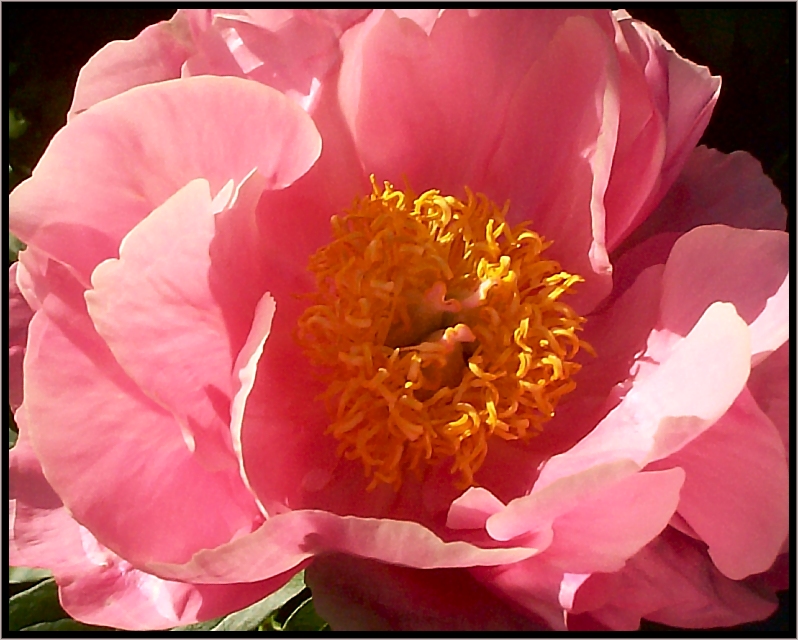 Breeder: Dr. David Reath, USA (1979) -- 
(Peony Herbaceous Hybrid)