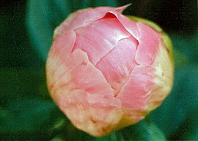 Breeder: Dr. David Reath, USA (Peony Herbaceous Hybrid)