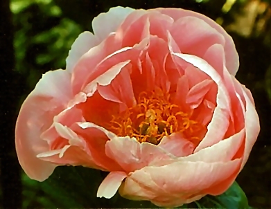 Breeder: Dr. David Reath, USA (Peony Herbaceous Hybrid)