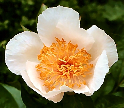 Breeder: Arthur P. Saunders, USA (1952-1955) (Peony Herbaceous Hybrid)