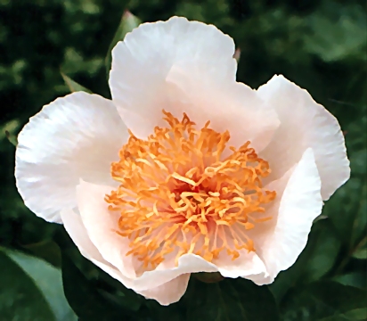 Breeder: Arthur P. Saunders, USA  (Peony Herbaceous Hybrid)