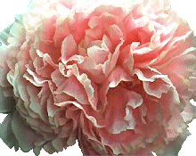 To select a Peony Art look above please