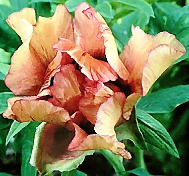 Breeder: Prof. Arthur P. Saunders, USA (Tree Peony - Peony Suffructicosa)