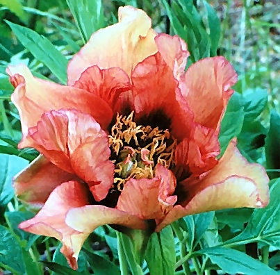 Breeder: Prof. Arthur P. Saunders, USA (Tree Peony - Peony Suffructicosa)