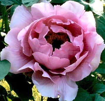 Peony Suffruticosa - Japanese Typ