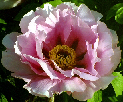 Peony Suffruticosa -- Japanese Typ