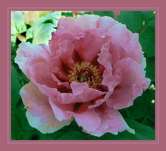 Peony Suffruticosa - Japanese Typ