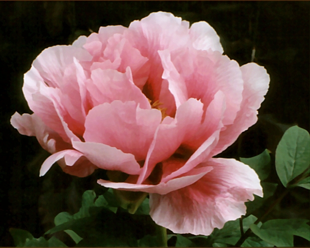 Peony Suffruticosa - Japanese Typ 